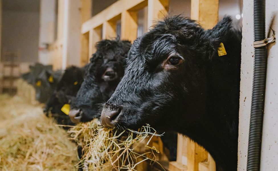 lahnerhof-goggi-maximilian008-2